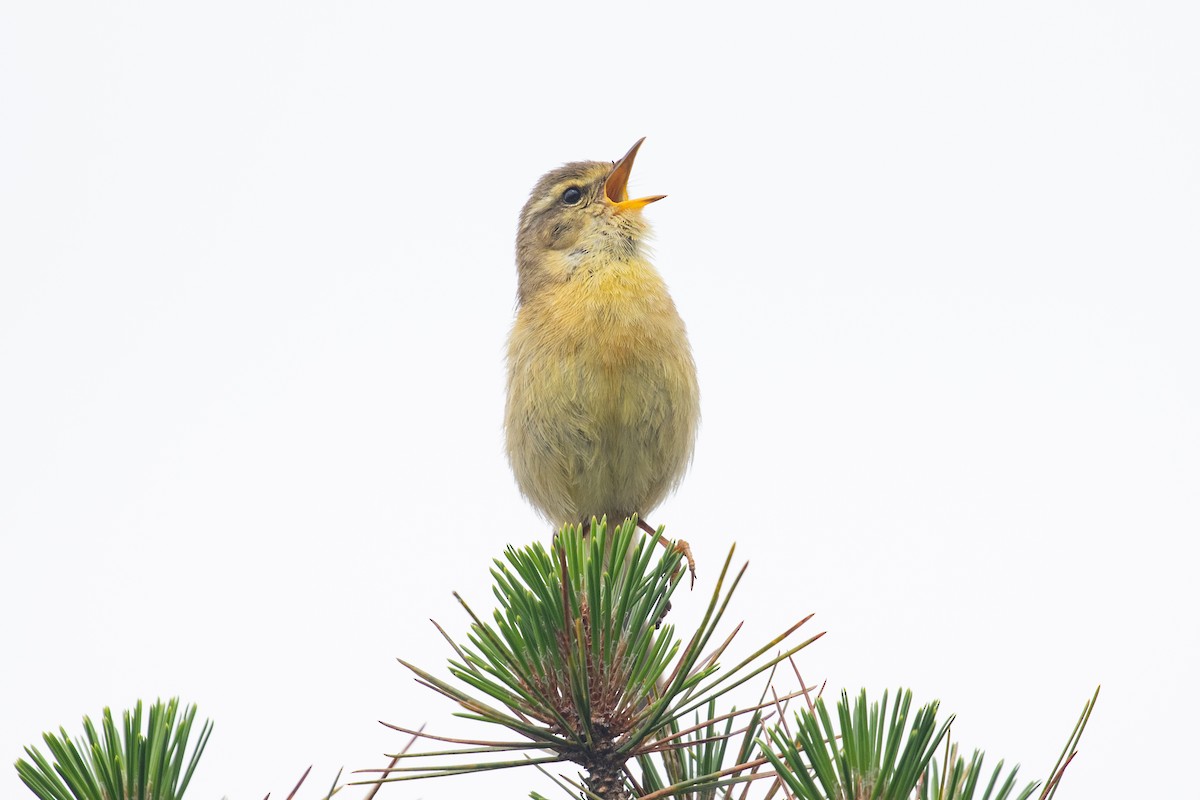 Buff-throated Warbler - ML620527298