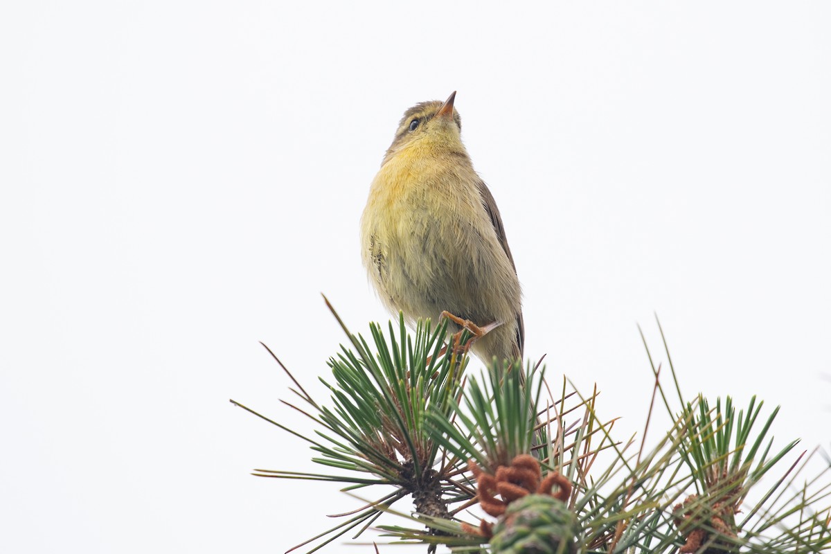 Buff-throated Warbler - ML620527301