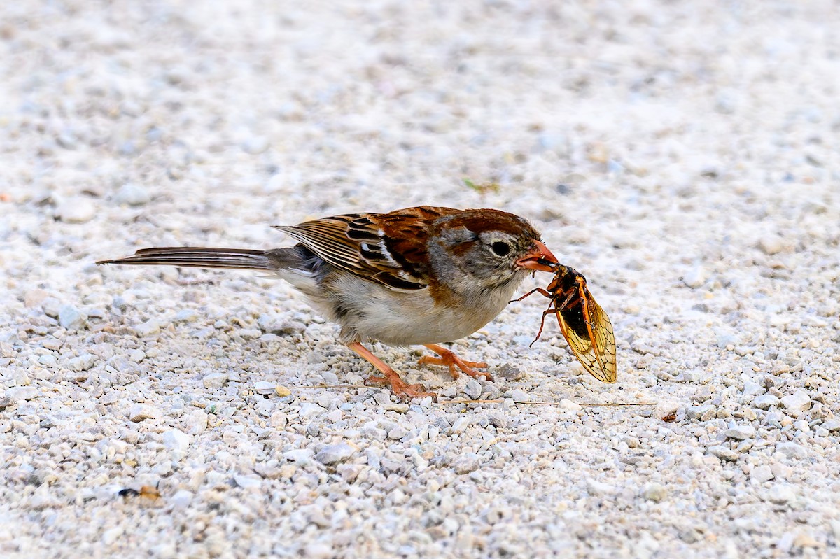 Field Sparrow - ML620527302