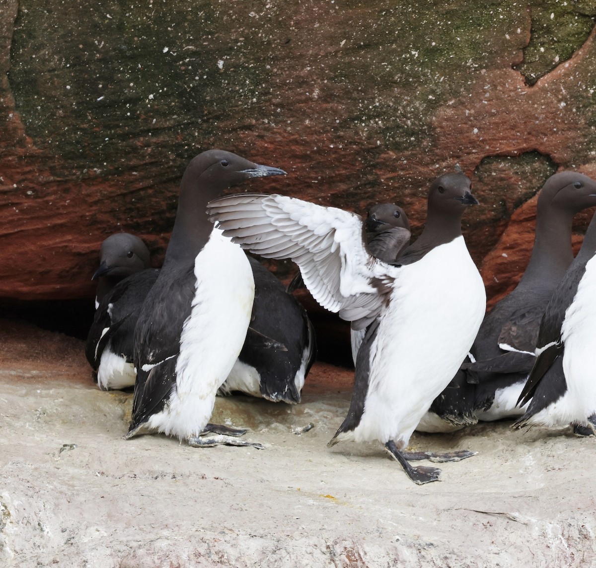 Common Murre - ML620527304