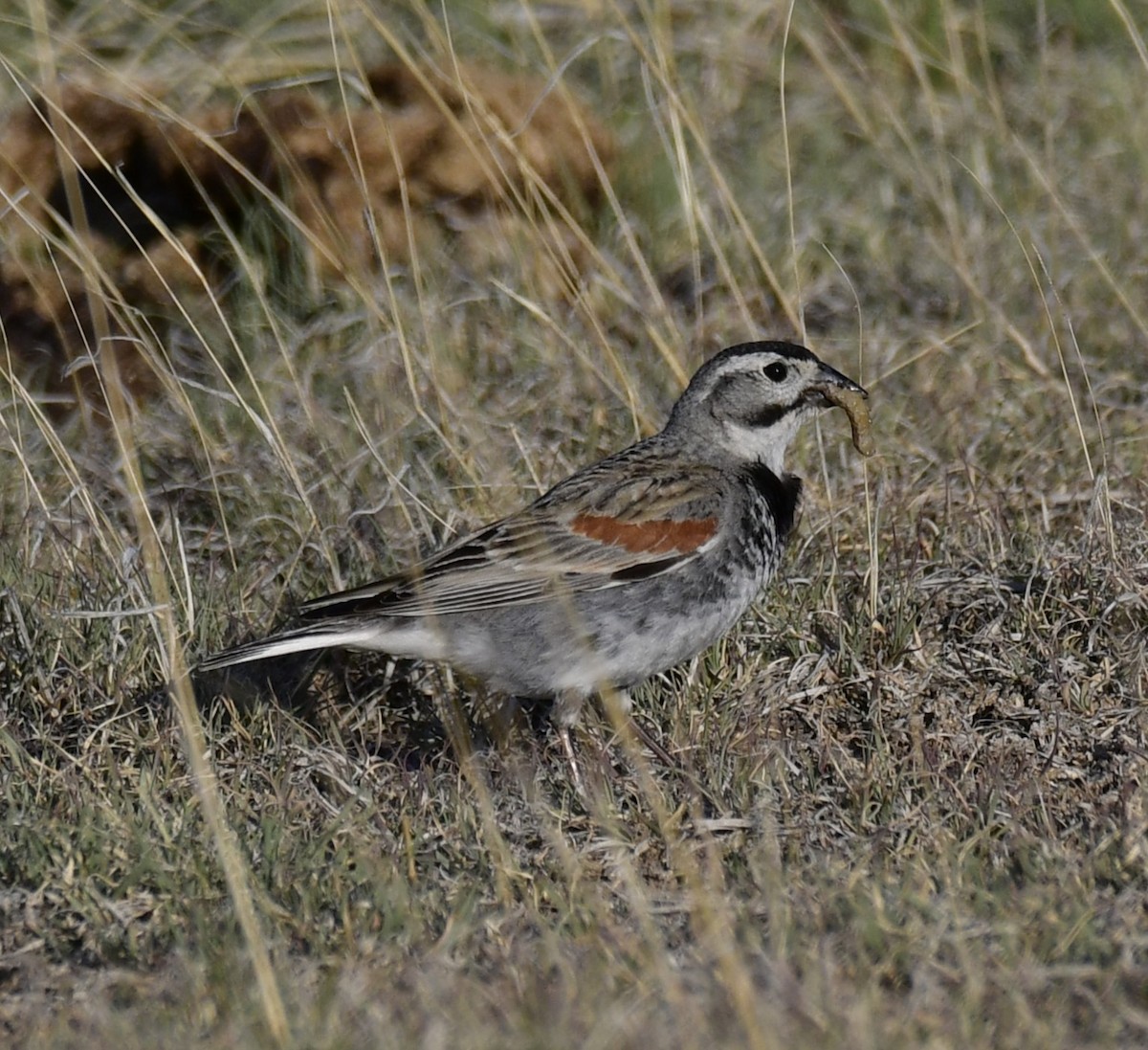 Thick-billed Longspur - ML620527305
