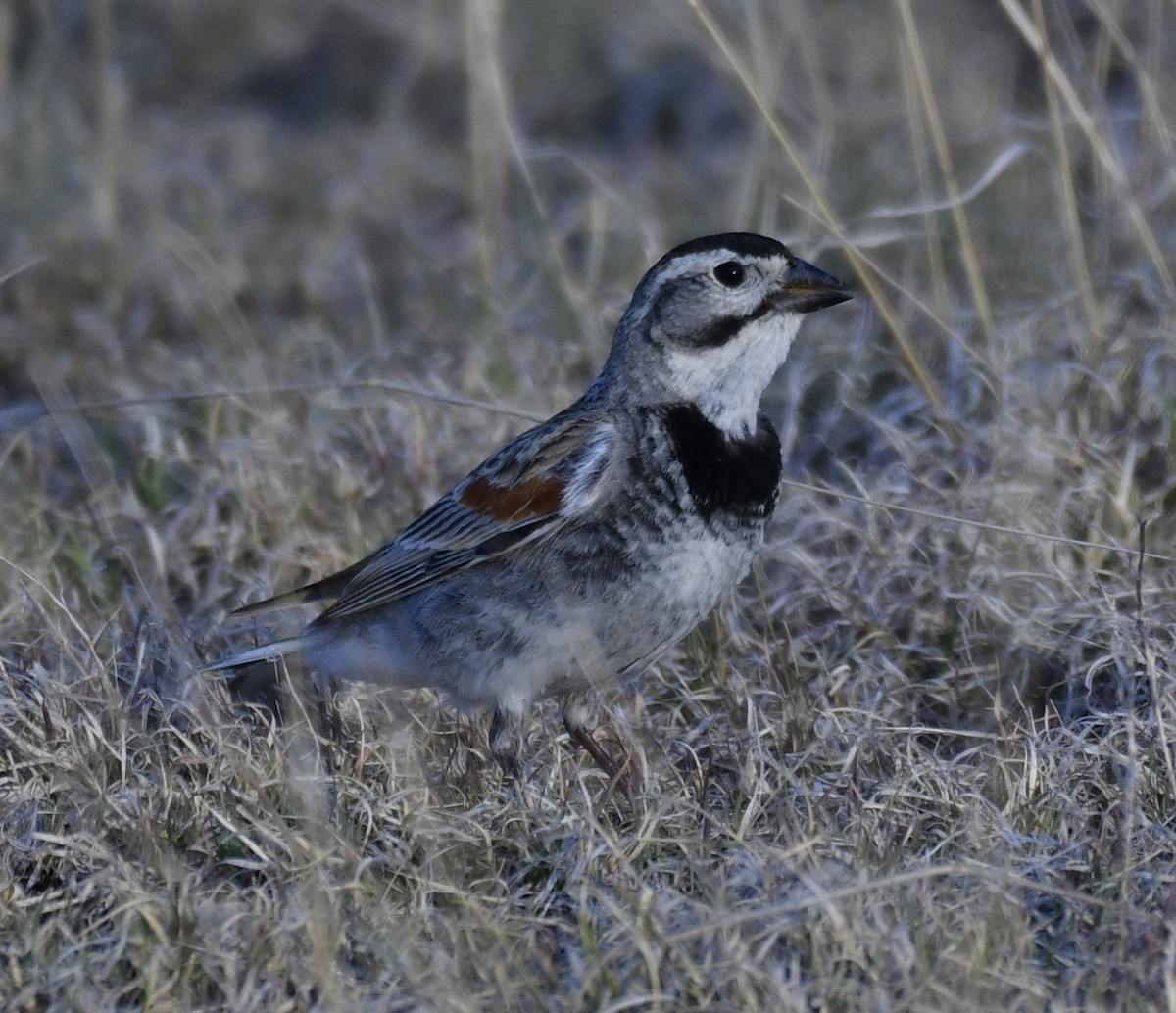 Thick-billed Longspur - ML620527306