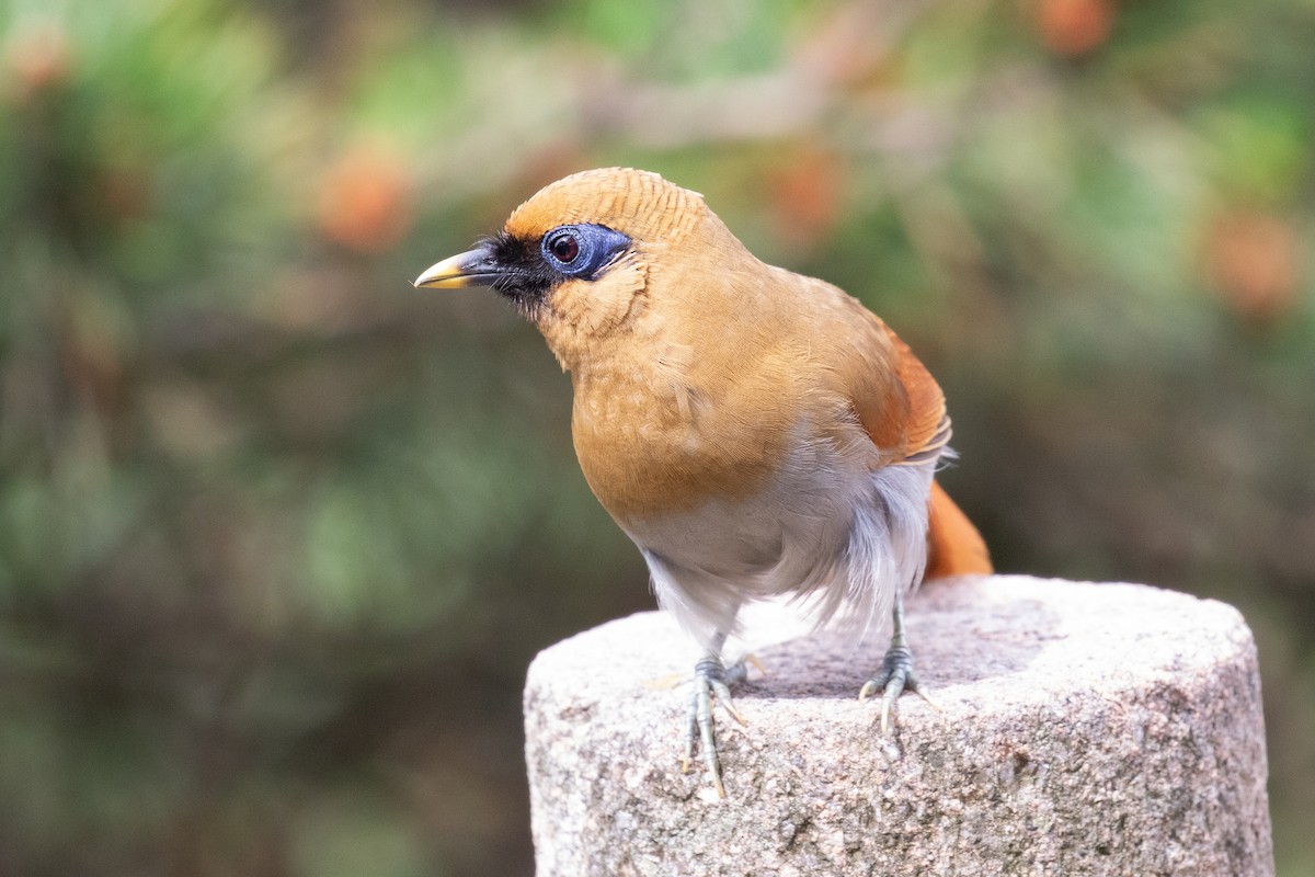 Buffy Laughingthrush - ML620527312