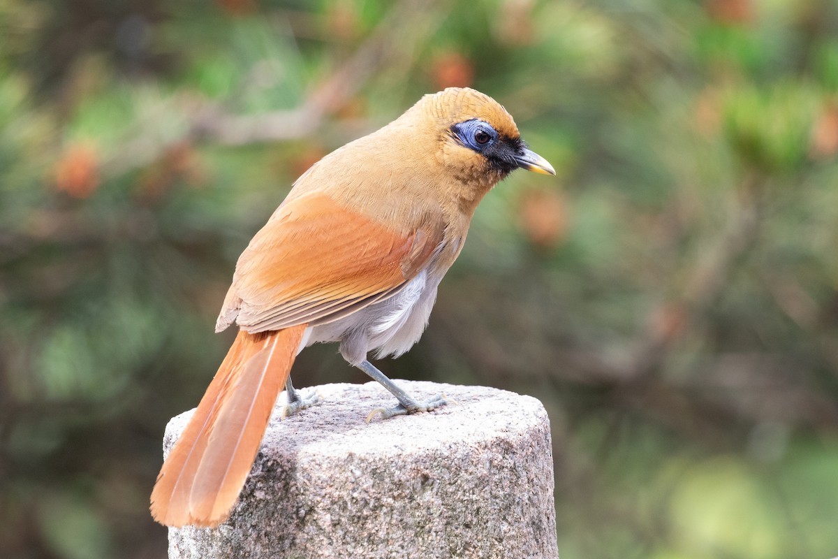 Buffy Laughingthrush - ML620527315