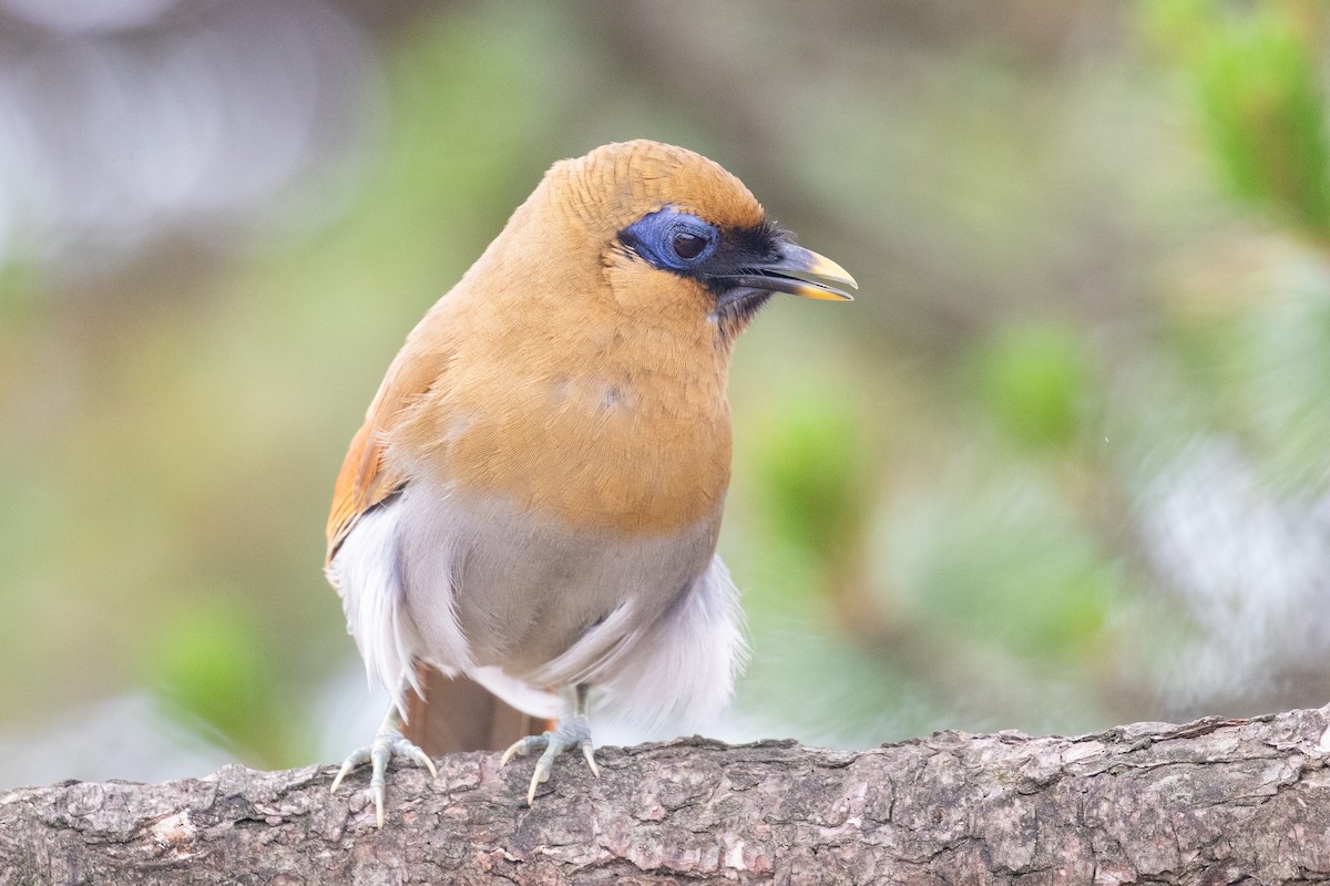 Buffy Laughingthrush - ML620527316