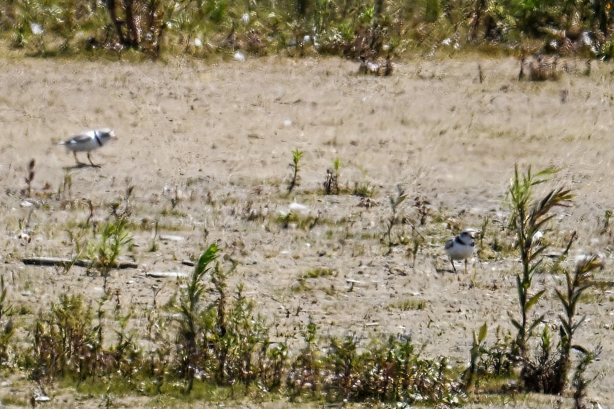Piping Plover - ML620527318