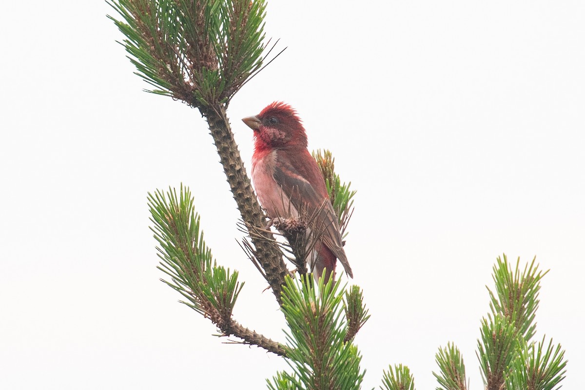 Common Rosefinch - ML620527320