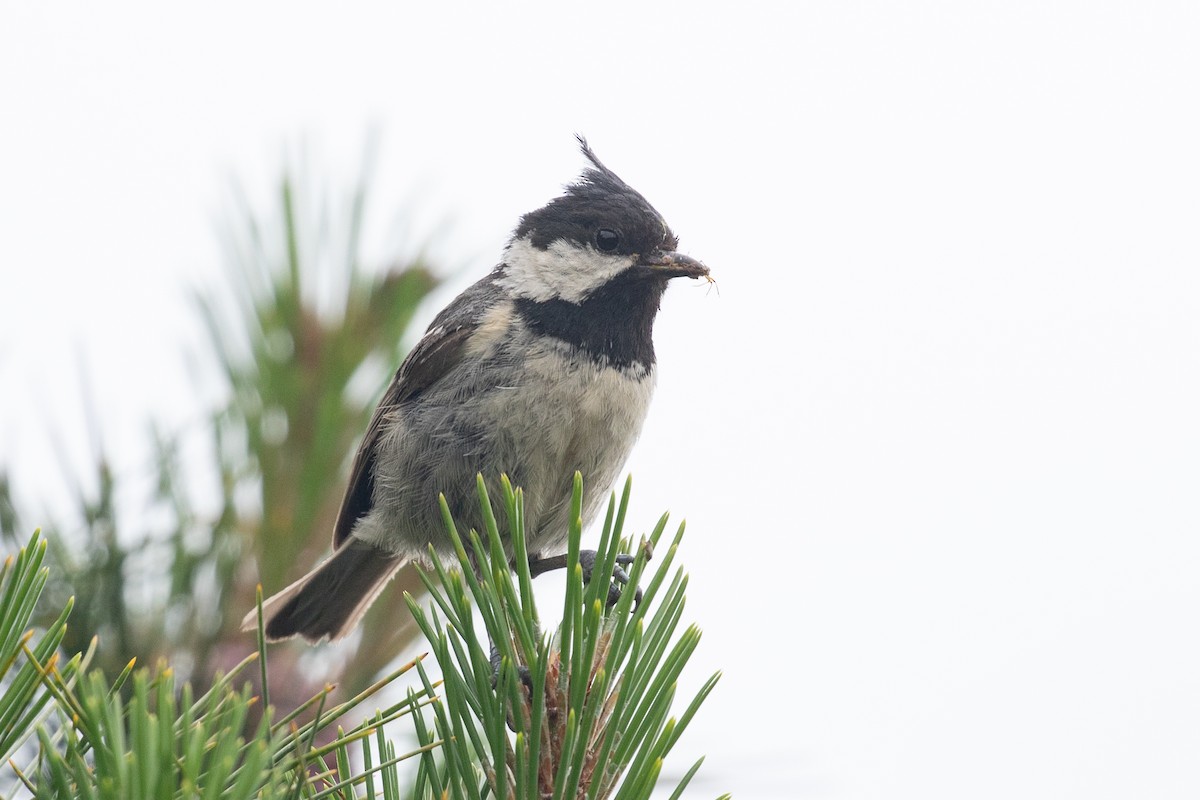 Coal Tit (Chinese) - ML620527332