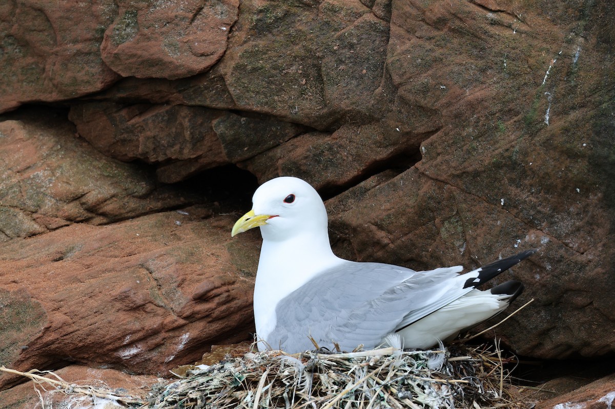 Black-legged Kittiwake - ML620527333