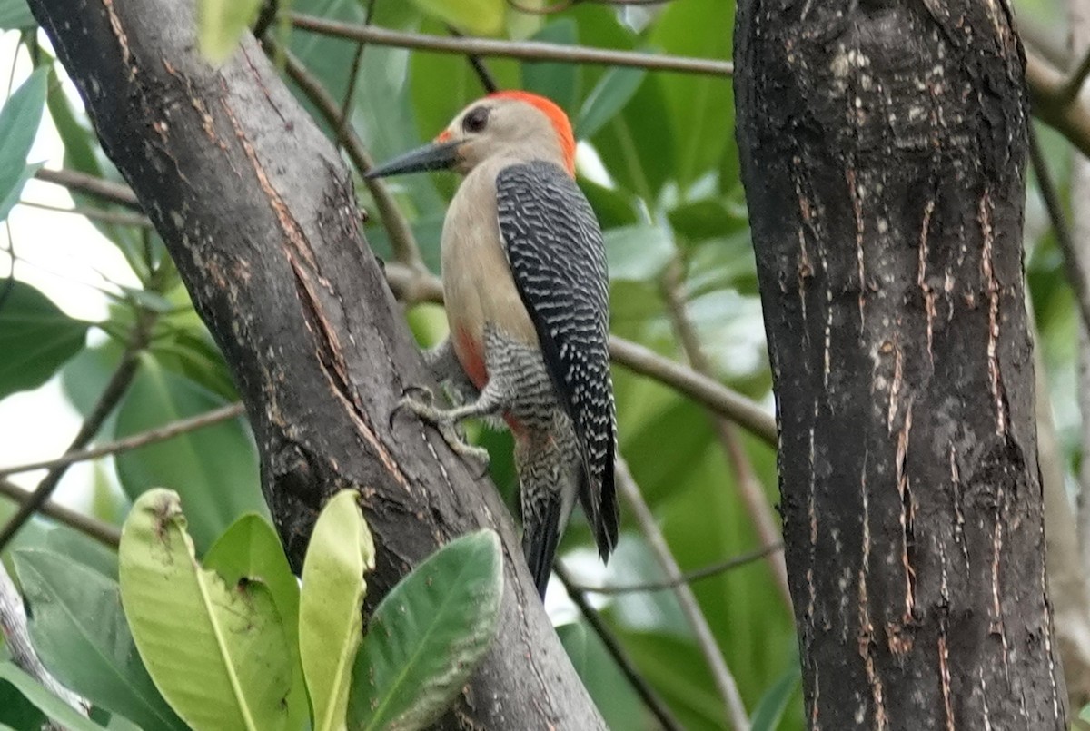 Golden-fronted Woodpecker - Paul Bartlett