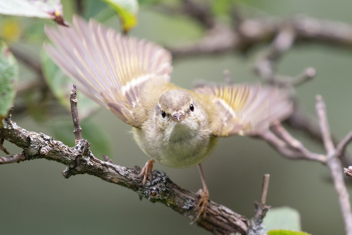 Hume's Warbler - ML620527338