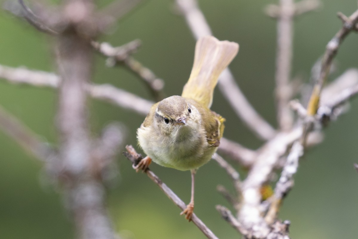 Hume's Warbler - ML620527339