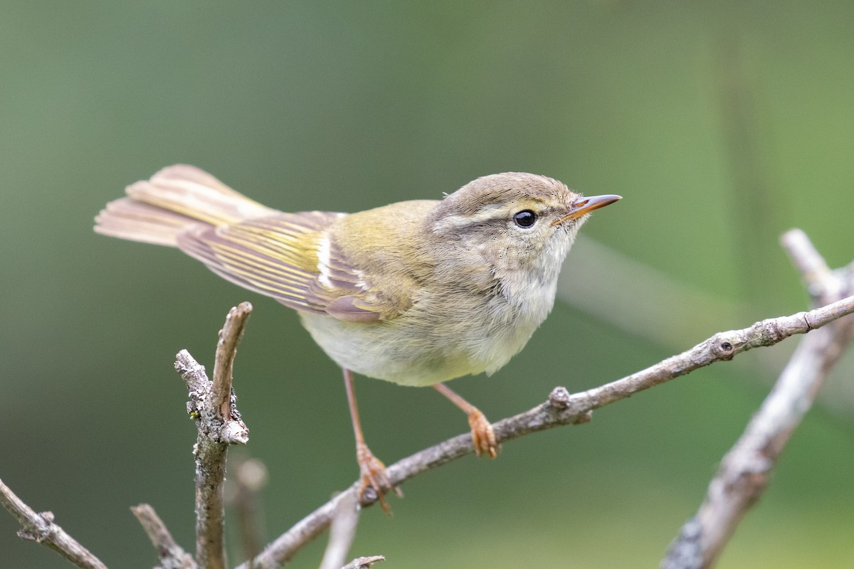 Hume's Warbler - ML620527340