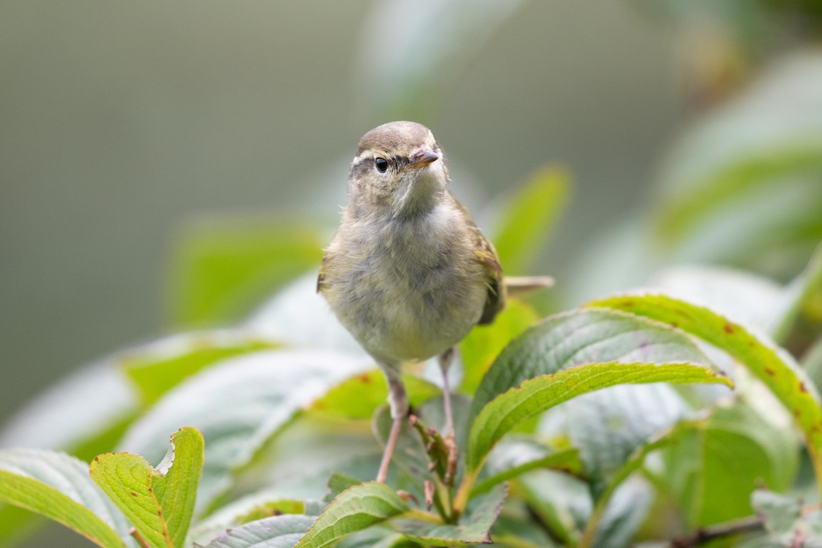 Hume's Warbler - ML620527341