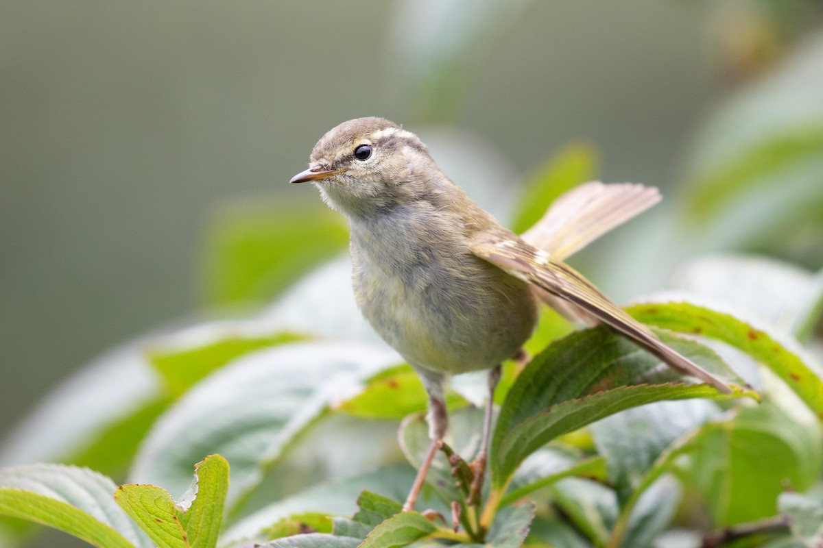 Hume's Warbler - ML620527342