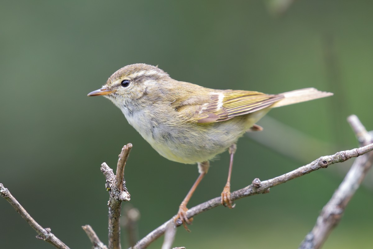 Hume's Warbler - ML620527343
