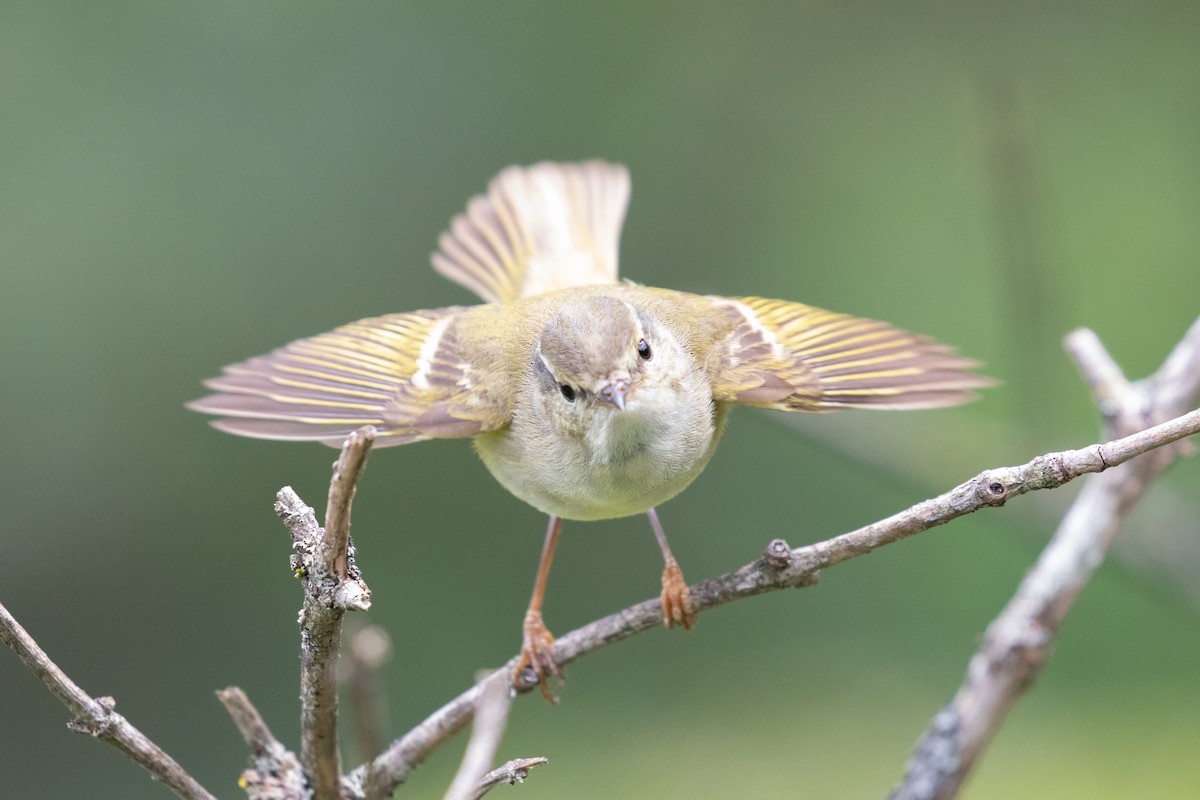 Hume's Warbler - ML620527344