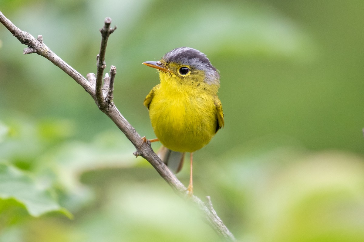 Gray-crowned Warbler - ML620527350