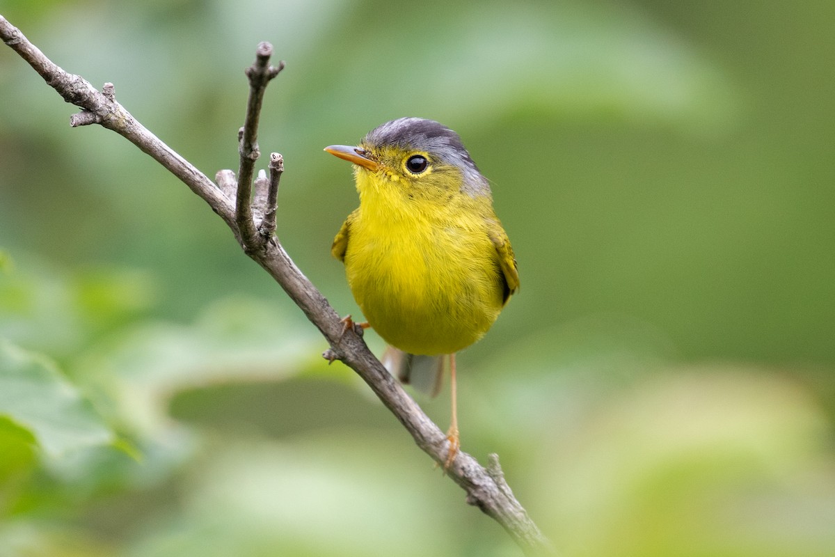 Gray-crowned Warbler - ML620527353