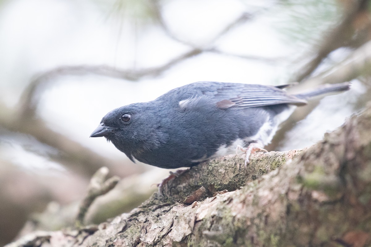 Slaty Bunting - ML620527356