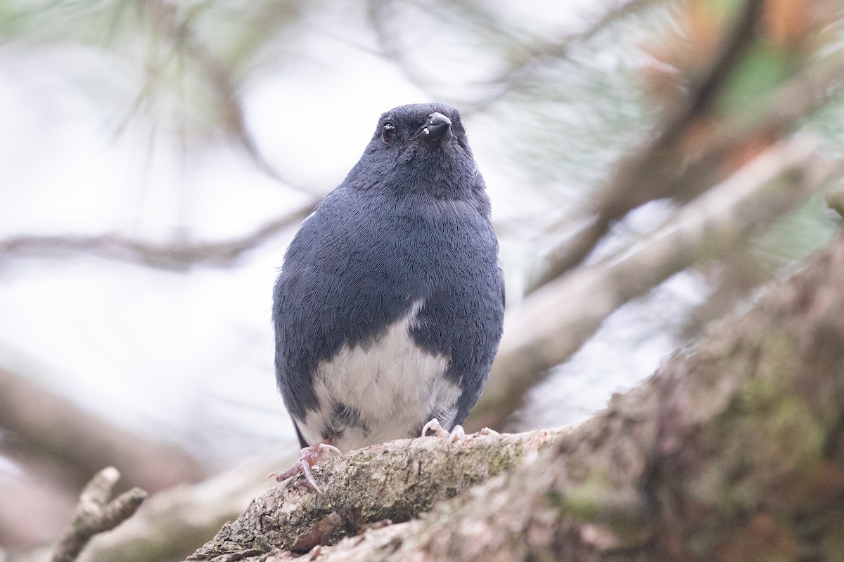 Slaty Bunting - ML620527357