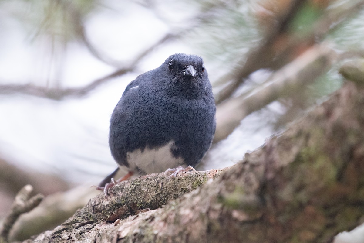 Slaty Bunting - ML620527358