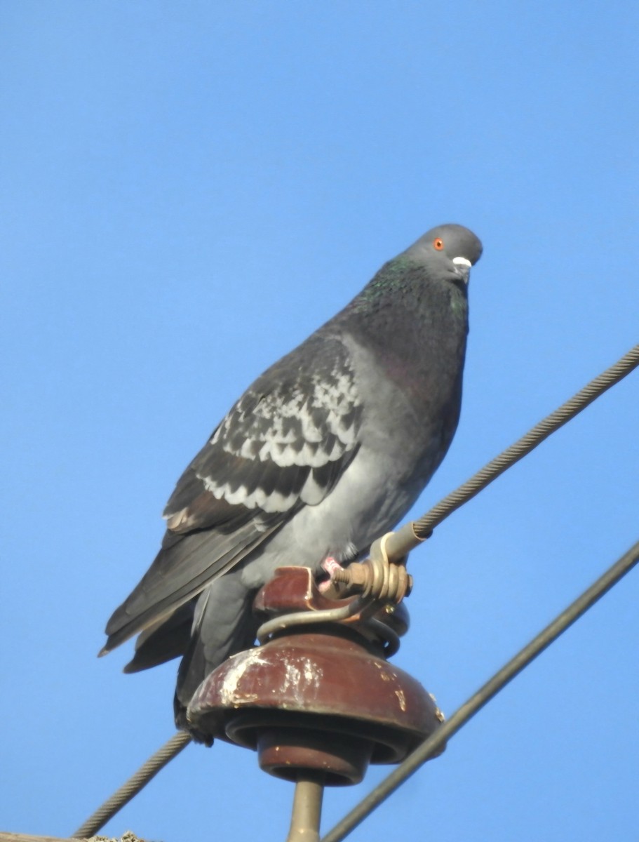 Rock Pigeon (Feral Pigeon) - ML620527365