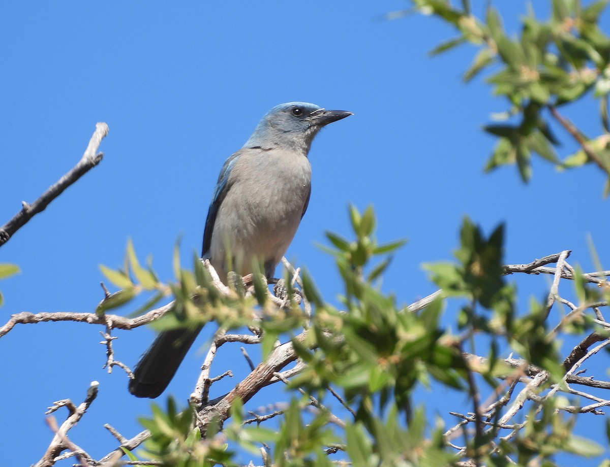 Mexican Jay - ML620527366