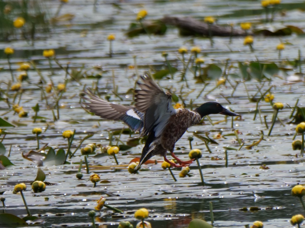 Northern Shoveler - ML620527367