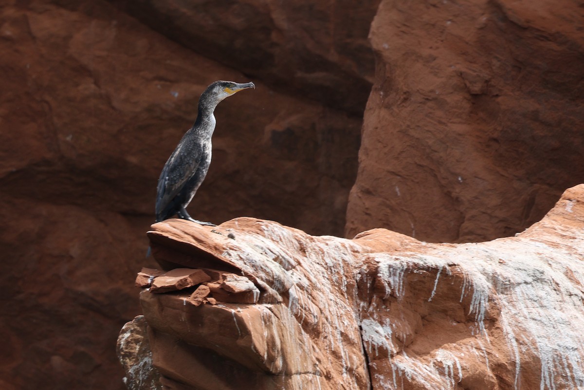 Great Cormorant - ML620527370