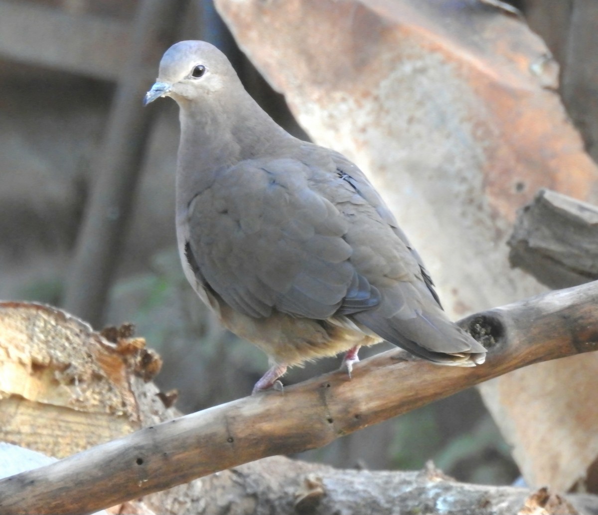 White-tipped Dove - ML620527375