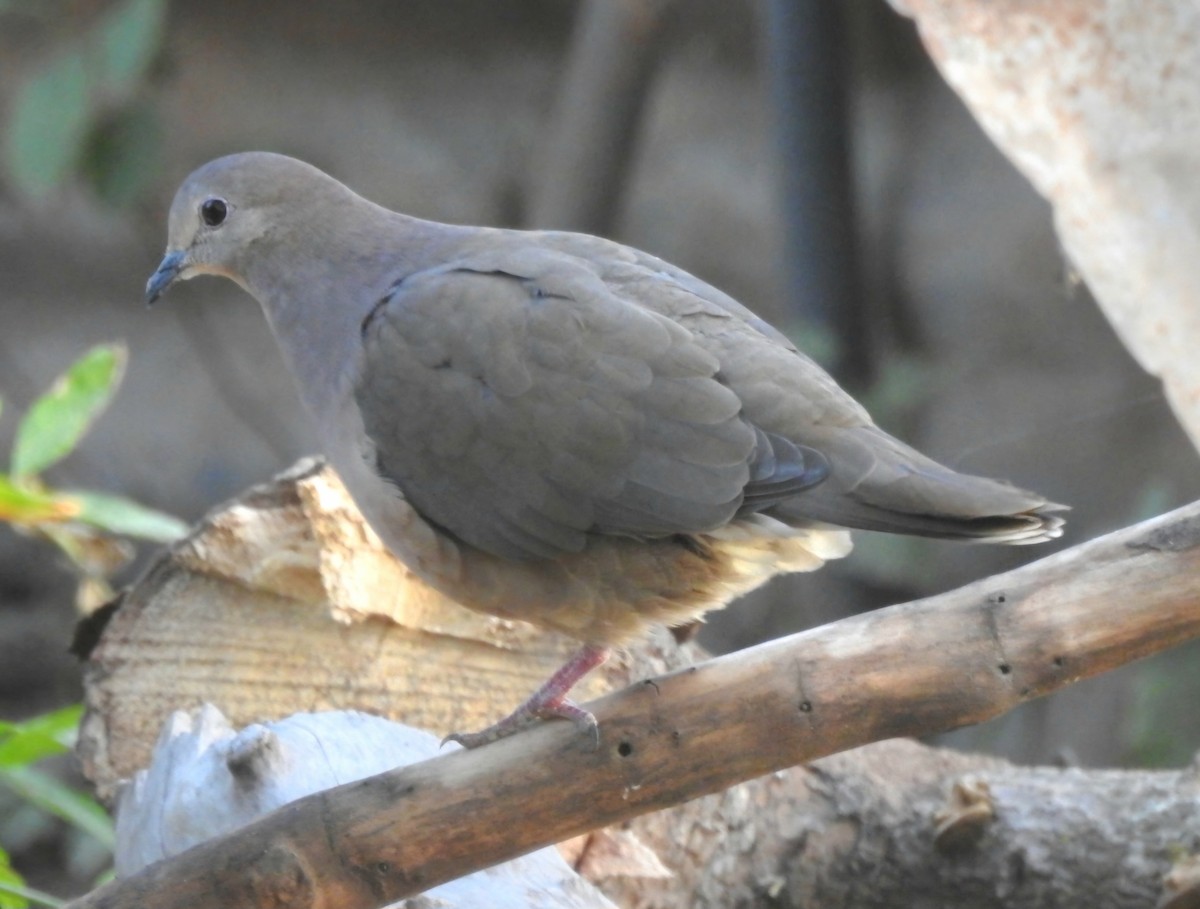 White-tipped Dove - ML620527376