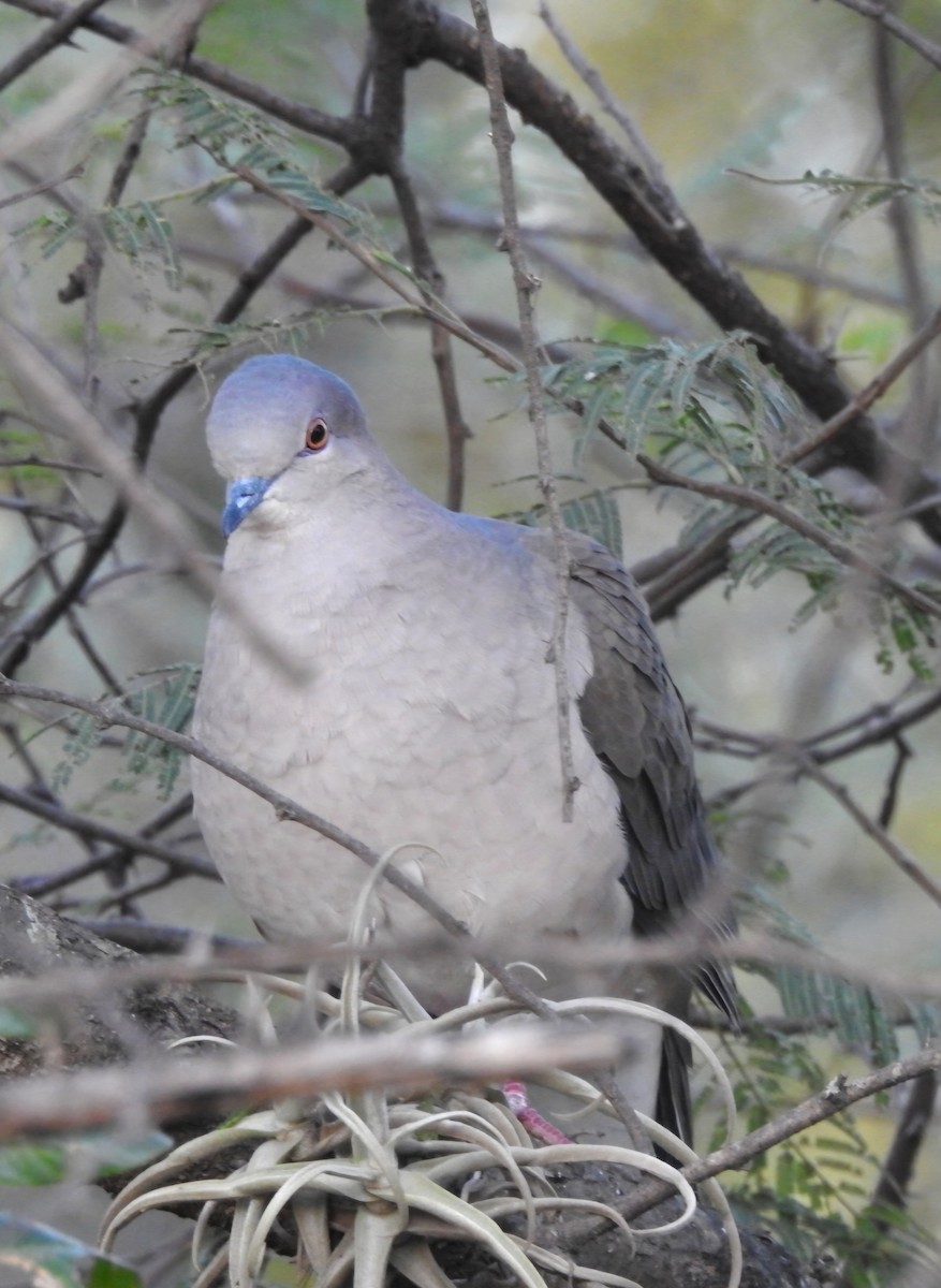 White-tipped Dove - ML620527377