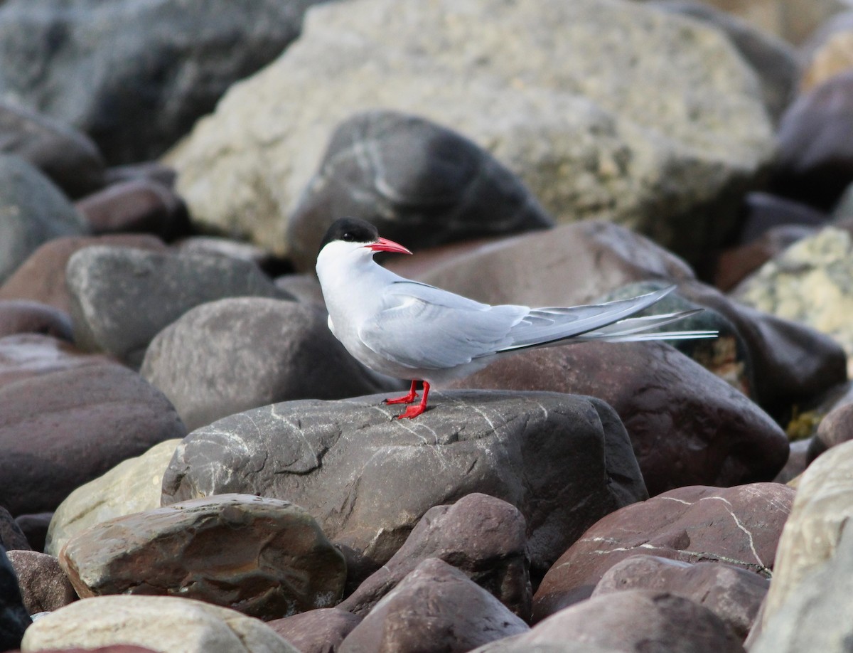 Arctic Tern - ML620527382