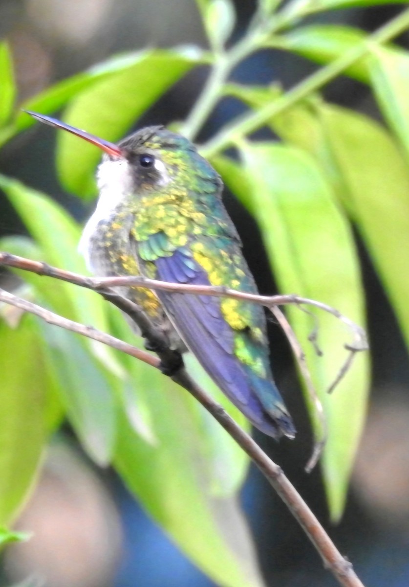 Glittering-bellied Emerald - ML620527384