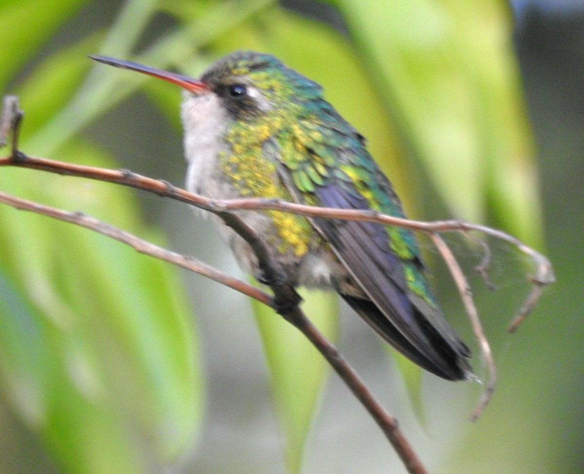 kolibřík lesklobřichý - ML620527385