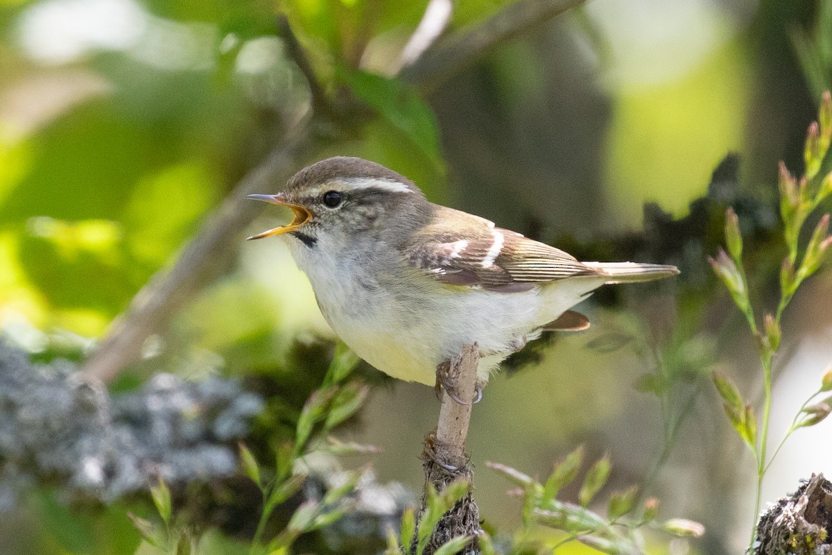Yellow-browed Warbler - ML620527387