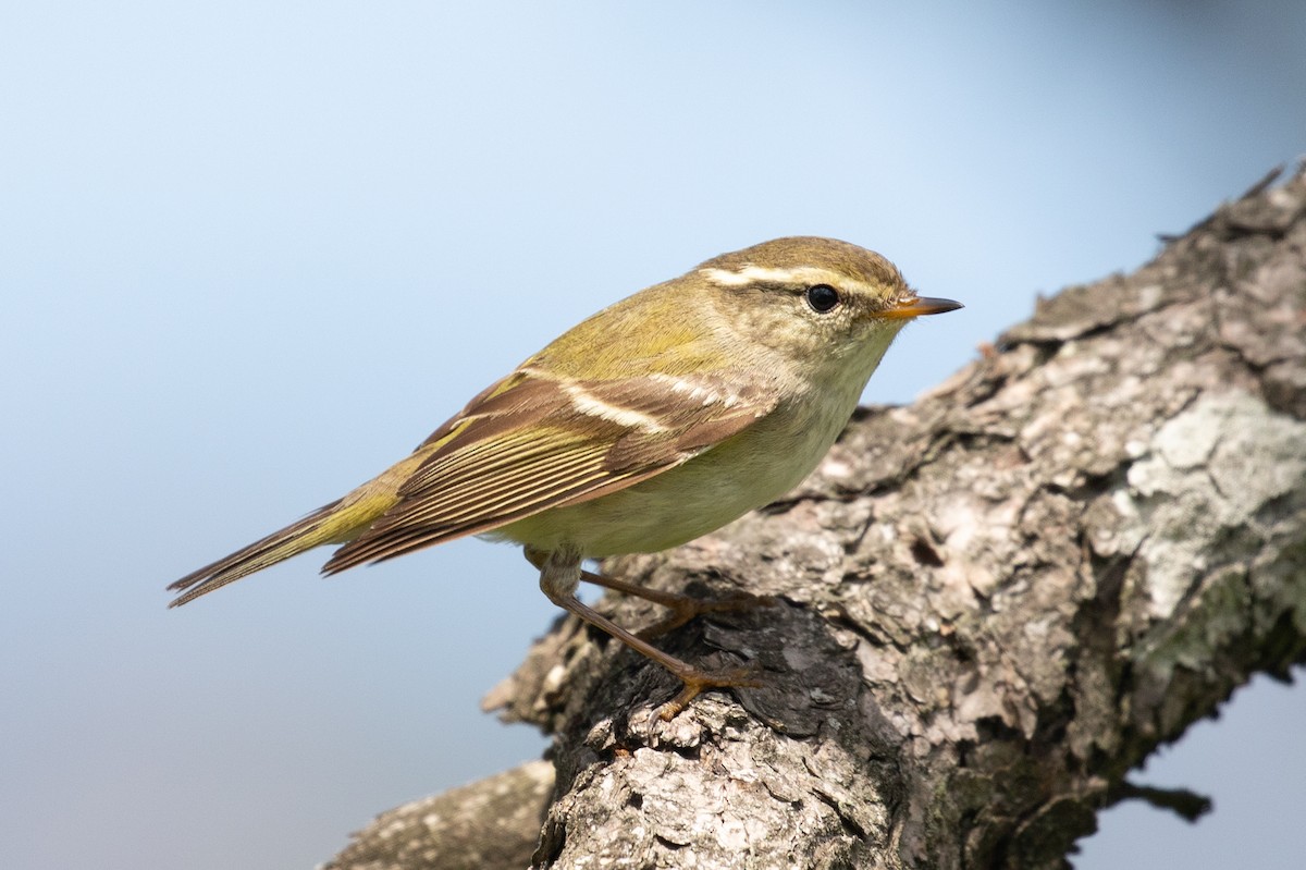 Yellow-browed Warbler - ML620527388