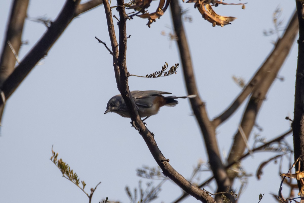 Chestnut-vented Warbler - Peter Hinow