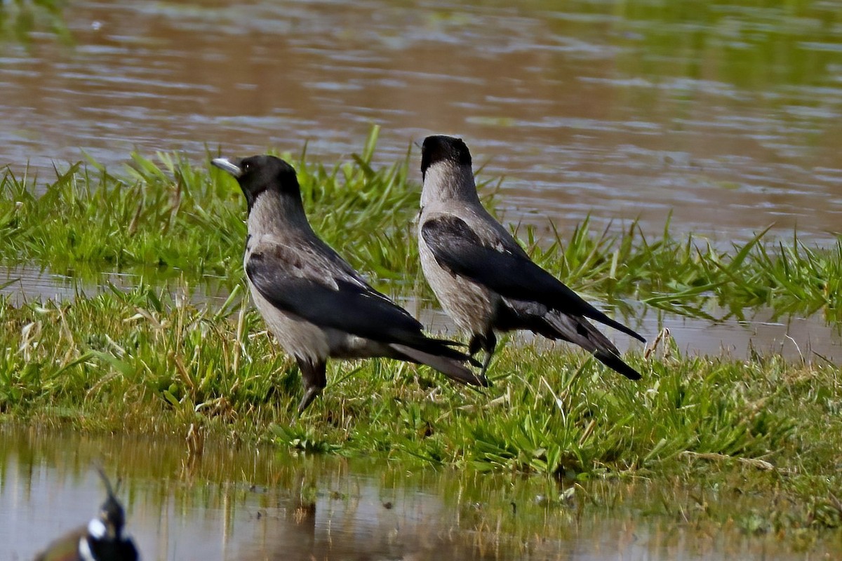 Hooded Crow - Leonardo Rassu