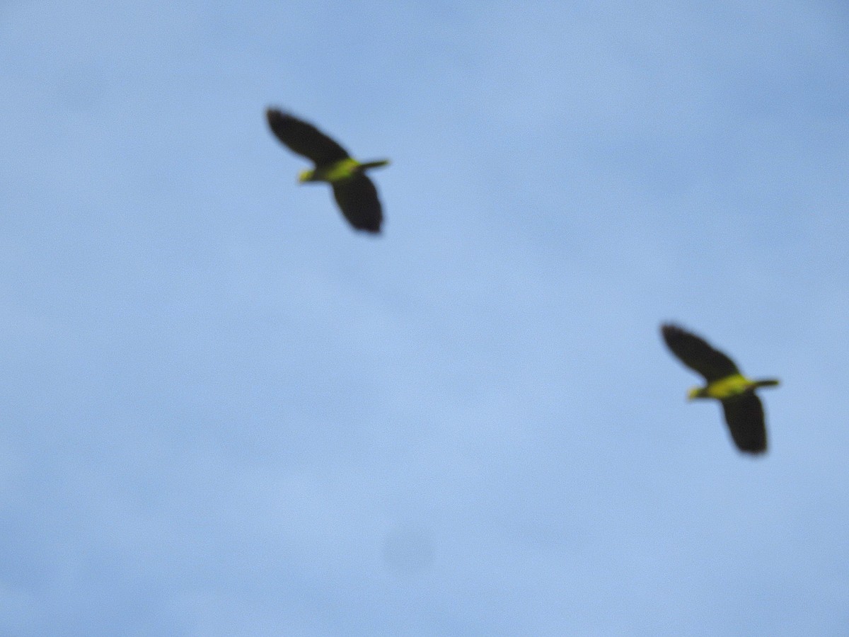 Turquoise-fronted Parrot - ML620527399