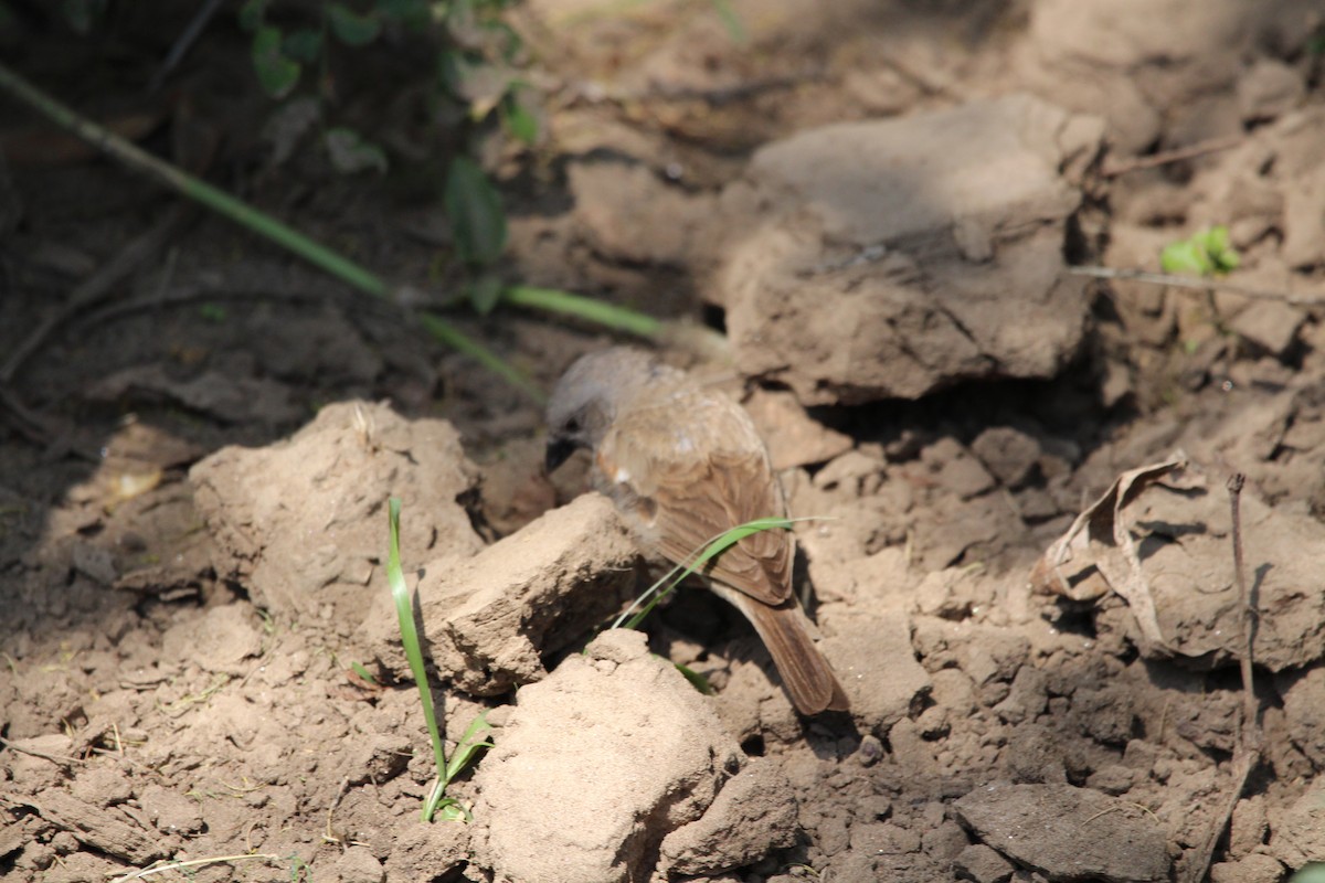 Northern Gray-headed Sparrow - ML620527401