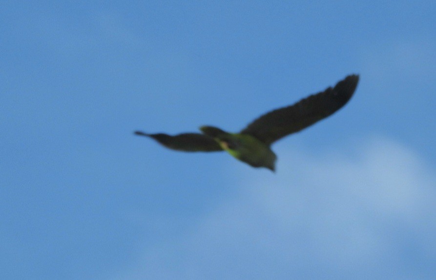 Turquoise-fronted Parrot - ML620527403