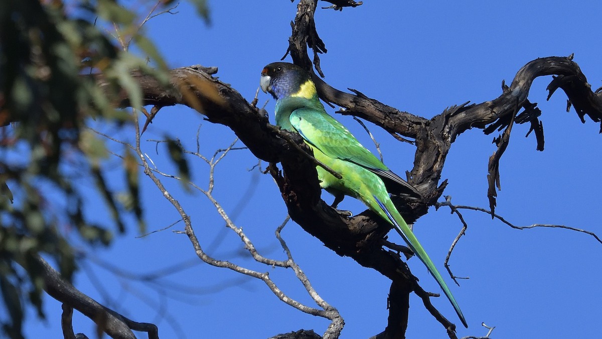 Australian Ringneck - Elaine Rose