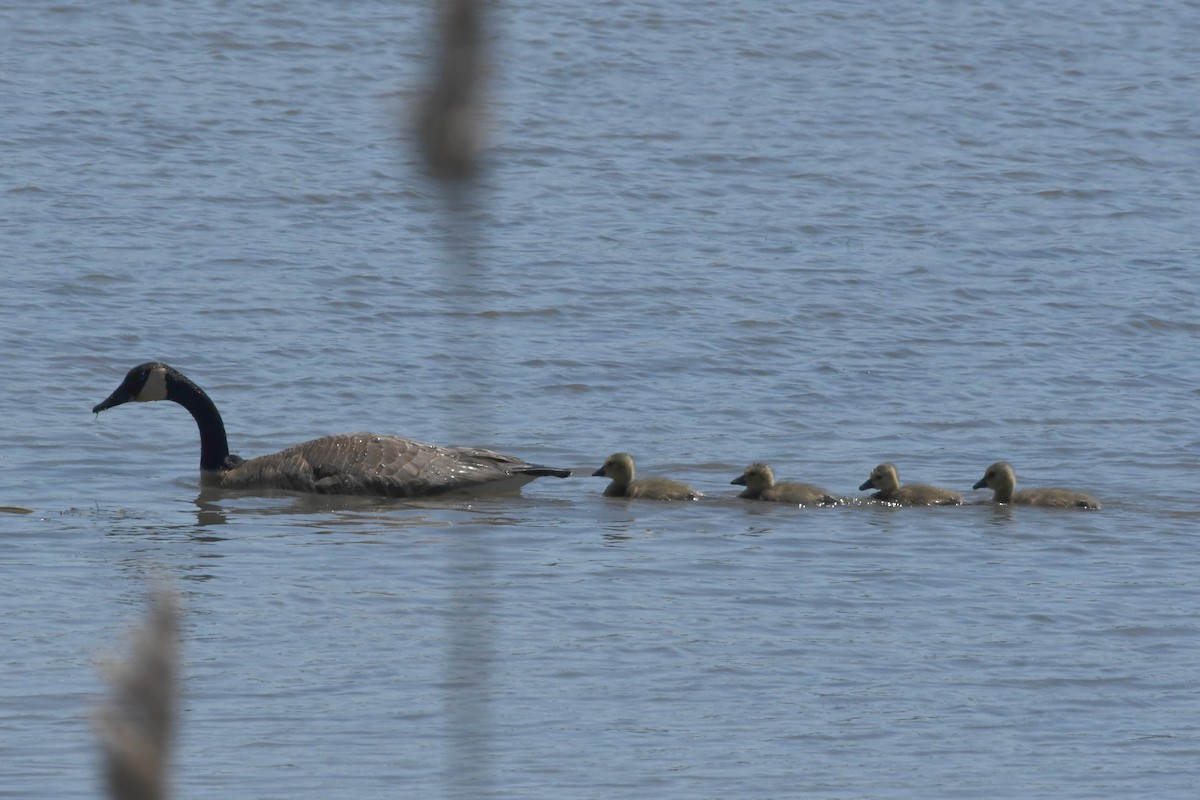 Canada Goose - ML620527413