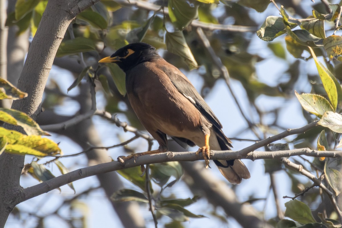 Common Myna - ML620527416