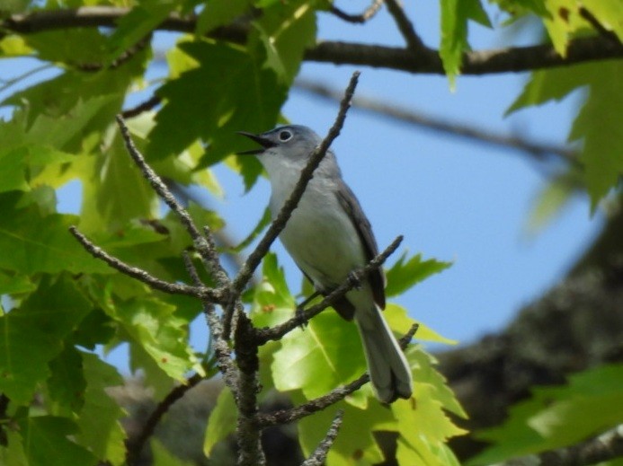 Blue-gray Gnatcatcher - ML620527418