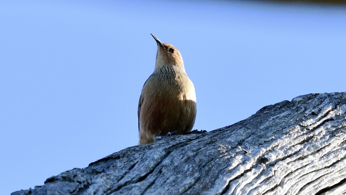 Rufous Treecreeper - ML620527421