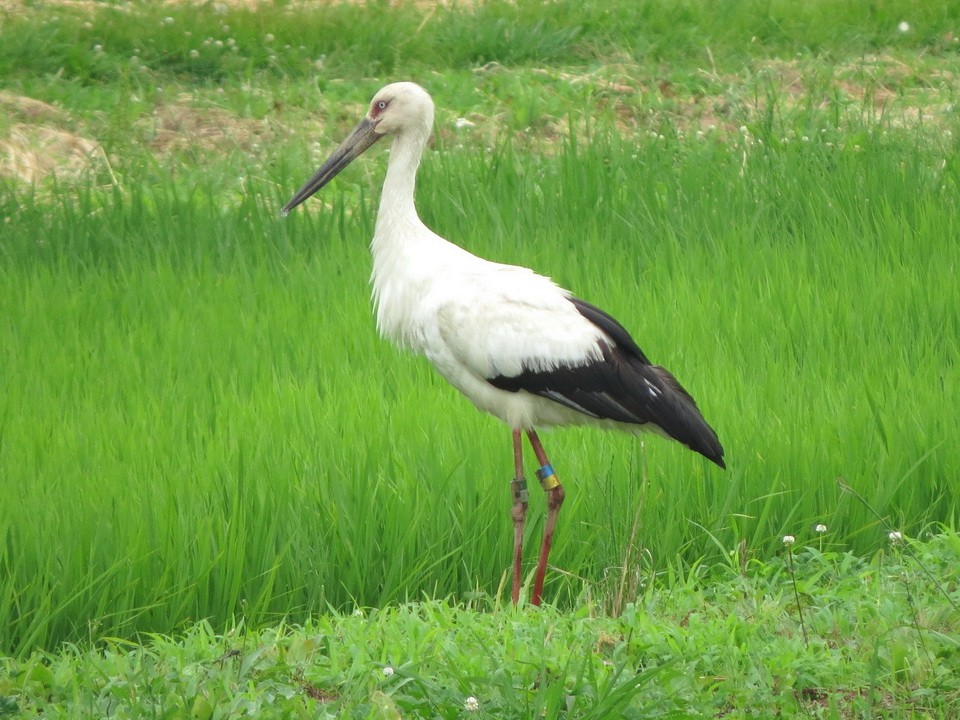 Oriental Stork - ML620527423