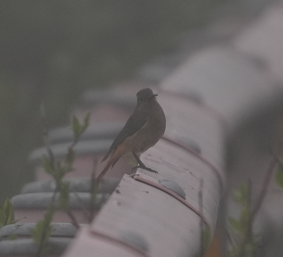 Hodgson's Redstart - ML620527424